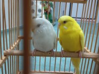 Çift Muhabbet Kuşu