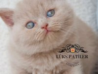 Mavişim Lilac British Shorthair