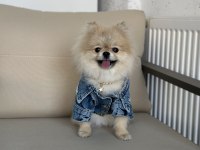 Pomeranian boo teddy bear yavrumuz