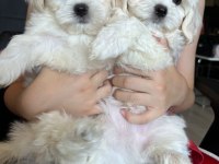 Sevimli Maltese Minikler