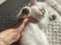 1 Aylık Maviş British Shorthair Yavrularımız