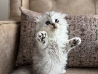 Wcf kayıtlı scottish fold longhair - özel üretim yavru