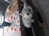 Yavru British Kedimiz Yeni Yuvasını Arıyor