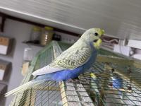 Ele Alıştırmalık Yerli Muhabbet Kuşu Yavrular Yeme Düştü