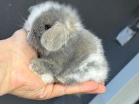 Cüce Hollanda Ve Mini Lop Tavşanları Her Yere Gönderim Var