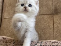 Şecereli Soy Irk Garantili British Shorthair Silver Bebeğimiz.