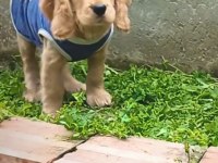 A Kalite Amerikan Cocker