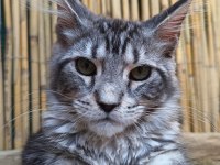 Maine Coon Türk - Mco Cattery
