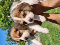 A Kalite Beagle Bebekler