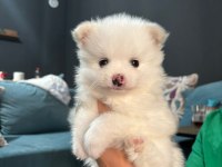 Dişi pomeranian spitz yavrumuz sahiplendirilecektir