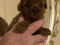 Küçük Şeker Poodle Minikler