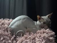 Yurtdışına Taşınacağım İçin Sfenks Kedimi Sahiplendiriyorum