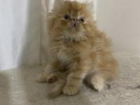 Exotic ve scottish kediler