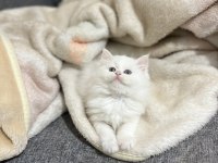 Lekesiz White British Shorthair Bebekler