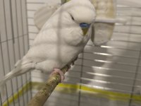 Albino jumbo erkek muhabbet kuşu