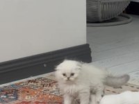 Scottish Fold Longhair Erkek Mavi Gözlü