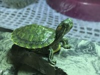 Su Kaplumbağaları Ve Tüm Malzemeleri Ayağınıza Geldi