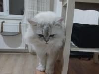 Ücretsiz Sahiplendirme Kedimiz