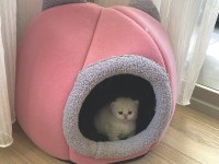 5 Adet British Yavrularımız