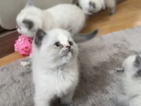 Safkan British Bluepoint British Shorthair