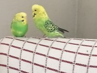 Uygun Muhabbet Kuşu