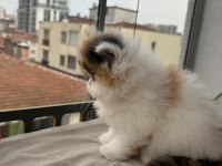 Şeker Gibi Calico Dişi Persian