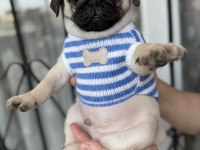 Pug Mops Yavru Köpekler