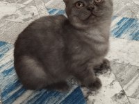 5 aylık teslime hazır erkek yavru kediler