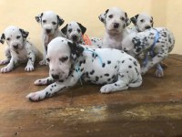 Dalmaçyalı Yavruları