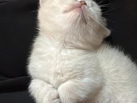 Prenses Kedimiz Yeni Yuvasını Arıyor!