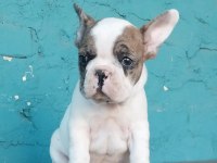 French Bulldog Yavruları