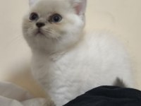 British Shorthair Blue Point 2 Aylık