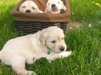 Golden Retriever Yavrular Gelip Görerek Alabilirsiniz Adrese Teslimat Var