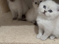 Bakımları Özenle Yapılmış British Shorthair Yavrular