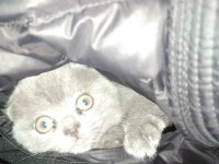 3 aylık erkek british kedimiz