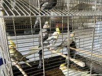 Sultan Papağanlar Toplu Ya Da Adetli Olarak Sahiplendirilecektir