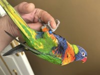 Özel eğitimli dans eden konuşan maskot lori