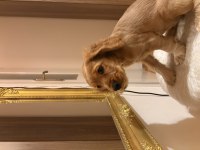 2 Aylık Dişi Cocker