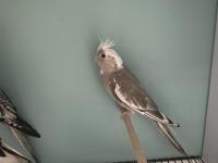 45 günlük yeme yeni düşen muhteşem renk sultan