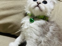 British Kedimize Yuva Arıyoruz