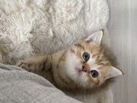 2 aylık british shorthair