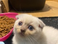 British Straight Beyaz Mavi Göz