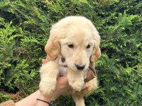 Macar American Golden Retriever Bebekler