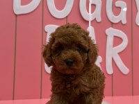 Tüy Yumakları Köpeklerimiz Yeni Mutlu Ailesini Arıyor