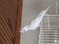 Yine Düşmüş Evcil Sultan Papağanları