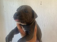 Sağlıklı Cane Corso Blue Erkek Yavru