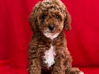 Dark Toy Poodle
