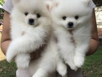 Irk Garantili Pomeranian Yavruları