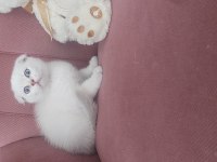 Mükemmel Erkek Scottish Fold Bebeğim