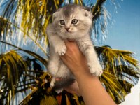 Irk Ve Sağlık Garantili Scottish Fold Bebekler